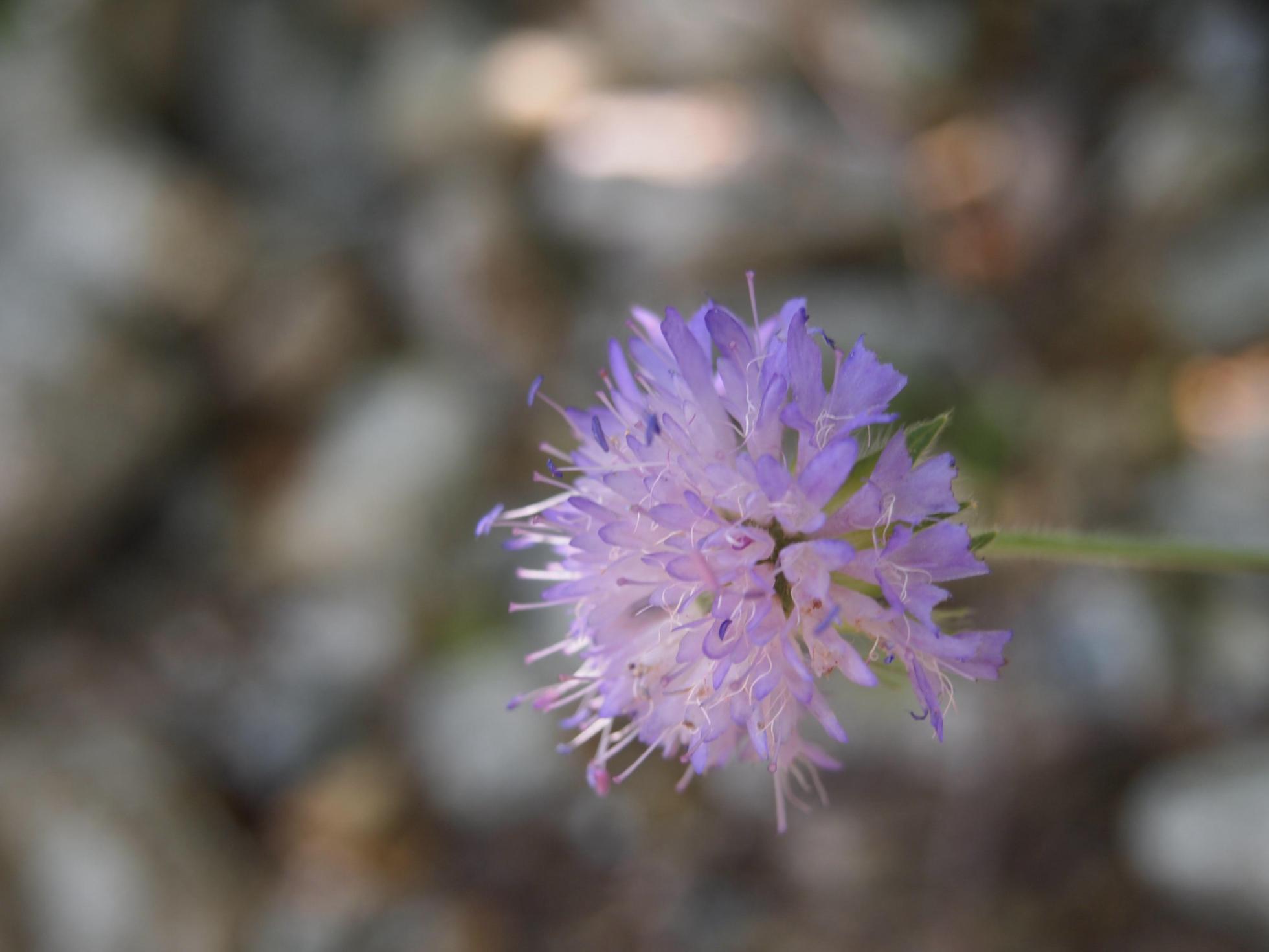 Scabious, (thrice divided)